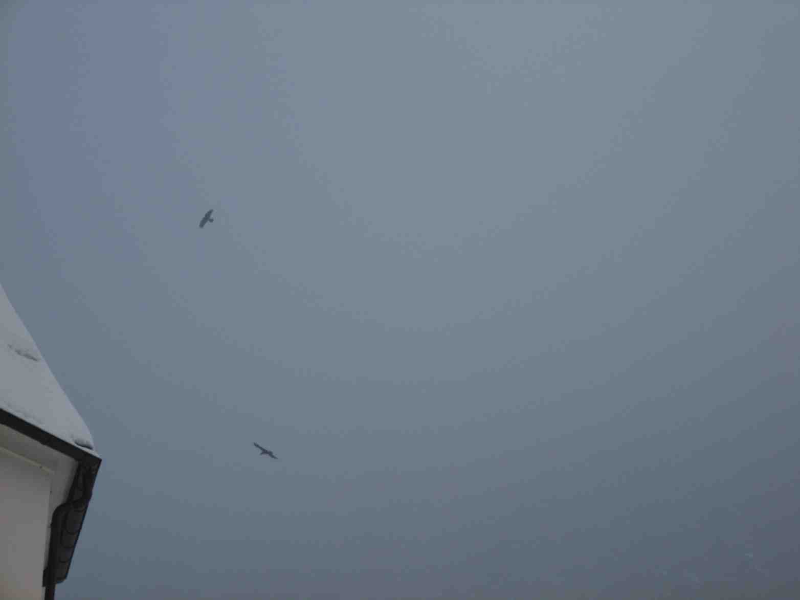 corvidi dell''anterselva